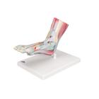 Foot Skeleton Model with Ligaments & Muscles, 1019421 [M34/1], Joint Models (Small)