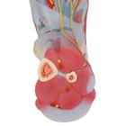 Foot Skeleton Model with Ligaments & Muscles, 1019421 [M34/1], Joint Models (Small)