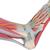 带韧带和肌肉的足骨模型,6部分, 1019421 [M34/1], 关节模型 (Small)