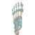 Modell des Fußskeletts mit Bändern - 3B Smart Anatomy, 1000359 [M34], Gelenkmodelle (Small)