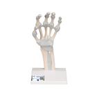 Handskelett Modell mit elastischen B&auml;ndern, 1013683 [M36], Hand- und Armskelett Modelle (Small)