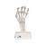 손 골격 (탄력있는 인대 포함)
Hand skeleton with elastic ligaments, 1013683 [M36], 팔 및 손 골격 모형 (Small)