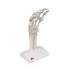 Handskelett Modell mit elastischen B&auml;ndern, 1013683 [M36], Hand- und Armskelett Modelle (Small)