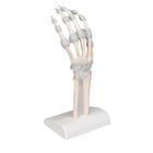 Squelette de la main avec ligaments &eacute;lastiques, 1013683 [M36], Squelettes des membres sup&eacute;rieurs (Small)