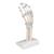 带弹性韧带的手部骨骼模型 - 3B Smart Anatomy, 1013683 [M36], 胳膊和手骨骼模型 (Small)