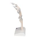 Esqueleto da m&atilde;o com ligamentos el&aacute;sticos, 1013683 [M36], Modelos de esqueletos do bra&ccedil;o e m&atilde;o (Small)