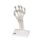 Squelette de la main avec ligaments &eacute;lastiques, 1013683 [M36], Squelettes des membres sup&eacute;rieurs (Small)
