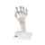 Huesos de la mano, con ligamentos elásticos - 3B Smart Anatomy, 1013683 [M36], Modelos de esqueleto de brazo y mano (Small)