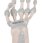 Esqueleto da m&atilde;o com ligamentos el&aacute;sticos, 1013683 [M36], Modelos de esqueletos do bra&ccedil;o e m&atilde;o (Small)