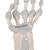 带弹性韧带的手部骨骼模型 - 3B Smart Anatomy, 1013683 [M36], 胳膊和手骨骼模型 (Small)