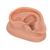 Ouvido de acupuntura, esquerdo, 1000374 [N15/1L], Modelo de pescoço, nariz e orelhas (Small)
