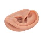 3B Acupuncture Ear, left, 1000374 [N15/1L], Ear Models (Small)