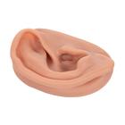 Acupuncture Ear, right, 1000375 [N15/1R], Acupuncture Charts and Models (Small)