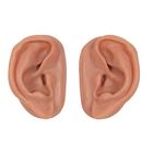 Orejas para acupuntura, juego para 10 estudiantes, 1000376 [N16], Modelos (Small)