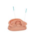 Orejas para acupuntura, juego para 10 estudiantes, 1000376 [N16], Modelos (Small)