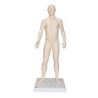 Acupuncture Model, male, 1000378 [N30], 침술 차트 및 모형