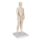 Acupuncture Model, male, 1000378 [N30], Acupuncture Charts and Models (Small)