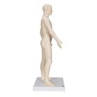 Acupuncture Model, male, 1000378 [N30], Acupuncture Charts and Models (Small)