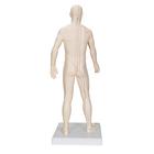 Modelo de acupuntura masculino, 1000378 [N30], Modelos (Small)