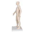 Acupuncture Model, male, 1000378 [N30], Acupuncture Charts and Models (Small)