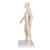 Acupuncture Model, male, 1000378 [N30], Acupuncture Charts and Models (Small)