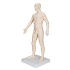 Modelo de acupuntura masculino, 1000378 [N30], Modelos (Small)