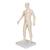 Acupuncture Model, male, 1000378 [N30], 침술 차트 및 모형 (Small)