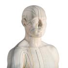 Modelo de acupuntura masculino, 1000378 [N30], Modelos (Small)
