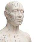 Acupuncture Model, male, 1000378 [N30], Acupuncture Charts and Models (Small)