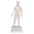 Modelo de cuerpo humano para acupuntura 3B (femenino), 1000379 [N31], Modelos