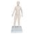 Acupuncture Model, female, 1000379 [N31], Acupuncture Charts and Models (Small)