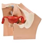 Model for Gynaecological Patient Education, 1013705 [P53], Sex Education (Small)