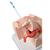 Nőgyógyászati modell - fogamzásgátlási eszközök szemléltetéséhez, 1013705 [P53], SZÜLÉSZET (Small)