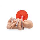3B Scientific&reg; Profesyonel Doğum Sim&uuml;lat&ouml;r&uuml;, 1022879 [P90PN], Obstetrik (Small)