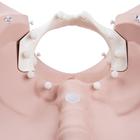 3B Entrenador de las fases del parto, 1020628 [P94], Obstetricia (Small)