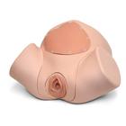 M&oacute;dulo de formaci&oacute;n en sutura de episiotom&iacute;a para Simulador de Parto P90, 1022212 [P96], Obstetricia (Small)