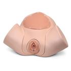 M&oacute;dulo de formaci&oacute;n en sutura de episiotom&iacute;a para Simulador de Parto P90, 1022212 [P96], Obstetricia (Small)