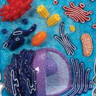 Animal Cell Model, 1000523 [R04], Human and Animal Cell (Small)