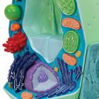 Plant cell model, 1000524 [R05], Plant Anatomy Models (Small)
