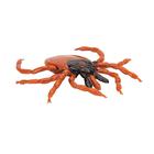 Garrapata com&uacute;n (Ixodes ricinus), modelo, 1000525 [R50], Modelos animales (Small)