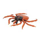 Carrapato (Ixodes ricinus), modelo, 1000525 [R50], Modelos Animais (Small)