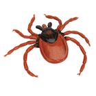 Castor Bean Tick (Ixodes ricinus), Model, 1000525 [R50], Animal Models (Small)