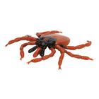 Gemeiner Holzbock (Ixodes ricinus), Modell, 1000525 [R50], Tiermodelle (Small)