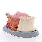 Modello di lingua, ingrandito 2.5 volte, in 4 parti - 3B Smart Anatomy, 1002502 [T12010], Modelli Dentali