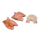 Tongue Model, 2.5 times Life-Size, 4 part, 1002502 [T12010], Dental Models (Small)