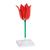Цветок тюльпана (Tulipa gesneriana), модель, 1017832 [T210101], Однодольные растения (Small)