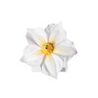 Kartoffelbl&uuml;te (Solanum tuberosum), Modell, 1017830 [T210141], Zweikeimbl&auml;ttrige Pflanzen (Small)