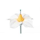 Flor da batata (Solanum tuberosum), modelo, 1017830 [T210141], Plantas dicotiled&ocirc;neas (Small)