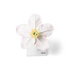 Apple Blossom (Malus pumila), Model, 1017829 [T210161], Dicotyledonous Plant Models (Small)