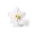 Fleur de pommier (Malus pumila), modèle, 1017829 [T210161], Dicotylédones (Small)